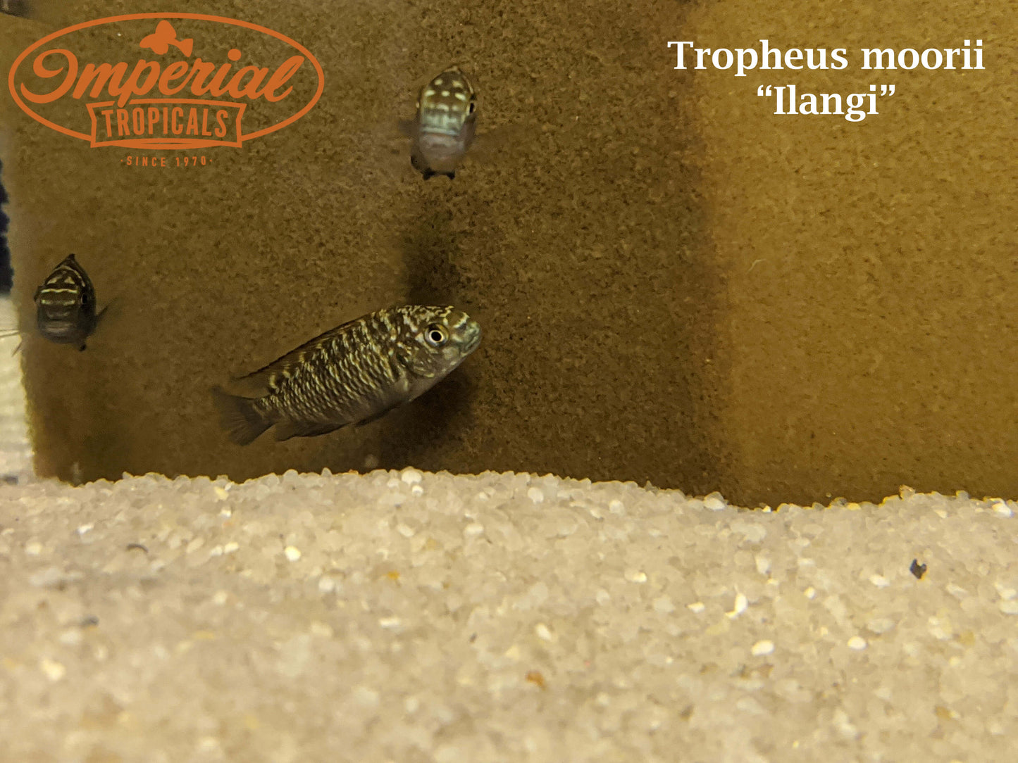 Tropheus moorii "Ilangi"