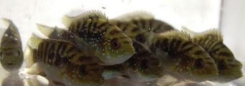 Jack Dempsey Cichlid  (Rocio octofasciata) - Imperial Tropicals