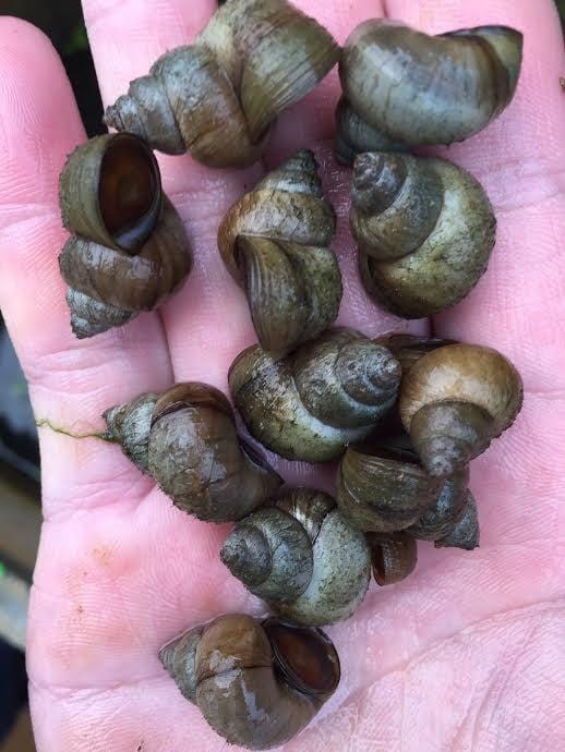 Japanese Trapdoor Snail (Viviparus malleattus) - Imperial Tropicals