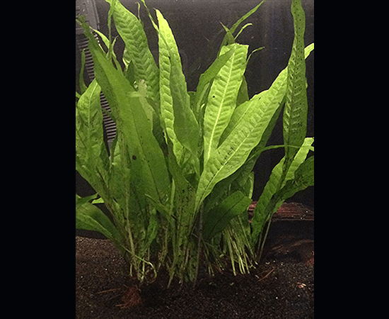 Java Fern Mat (Microsorum pteropus) - Imperial Tropicals