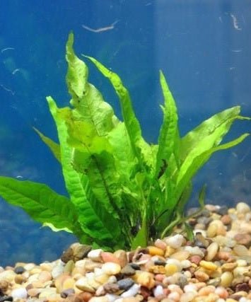 Low Light Plant Starter Combo Pack - 3 Easy to Keep Plants!