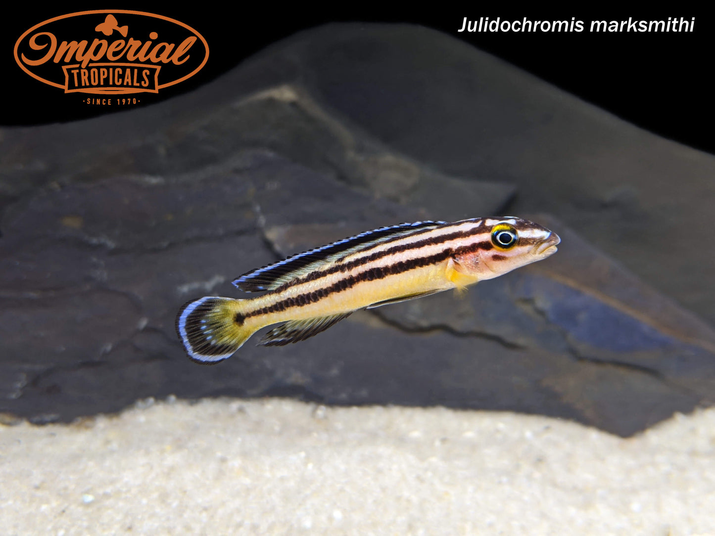 Julidochromis marksmithi