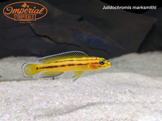 Julidochromis marksmithi