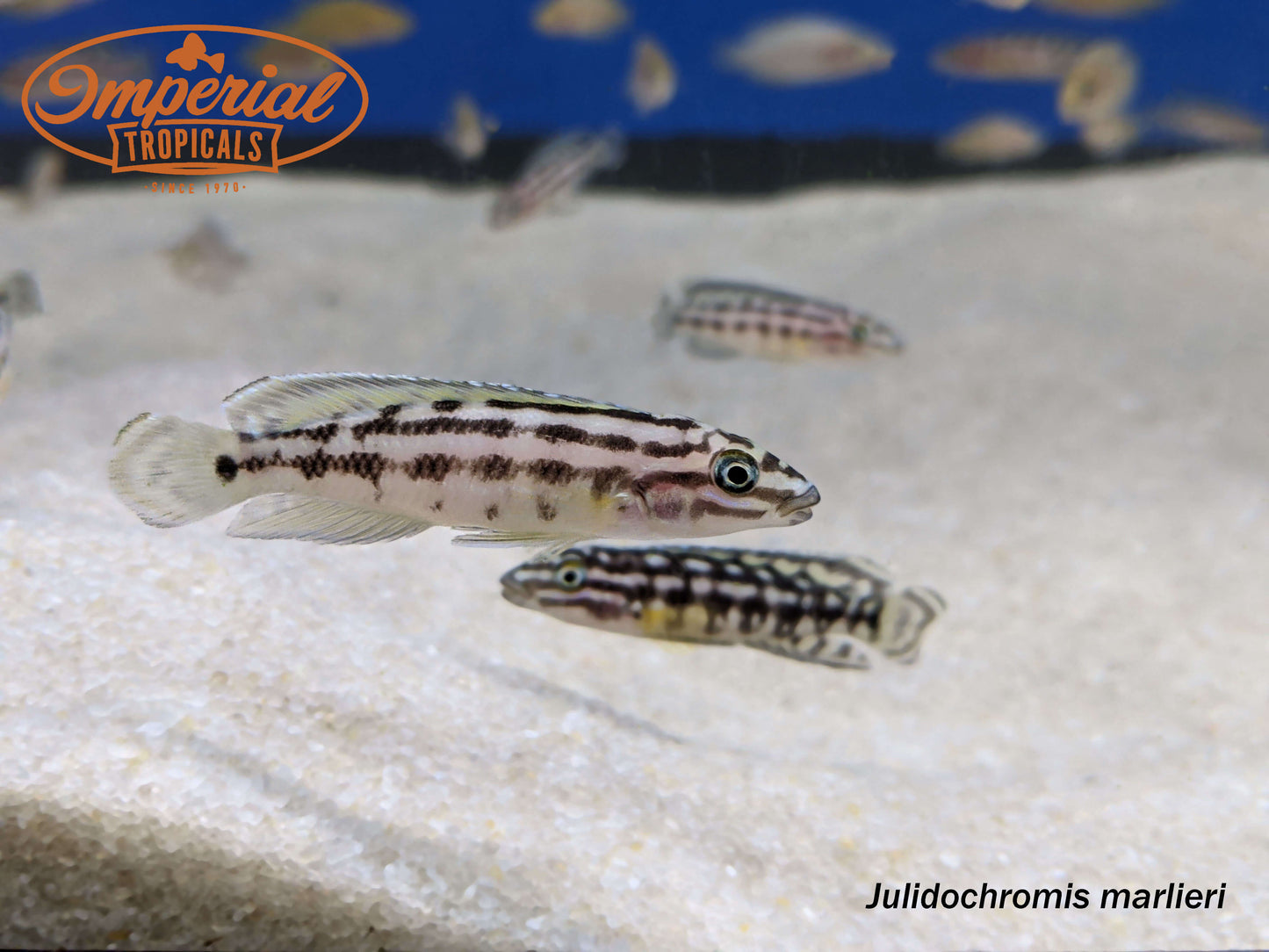 Julidochromis marlieri