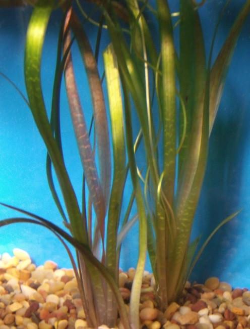 Jungle Val (Vallisneria sp.) - Imperial Tropicals