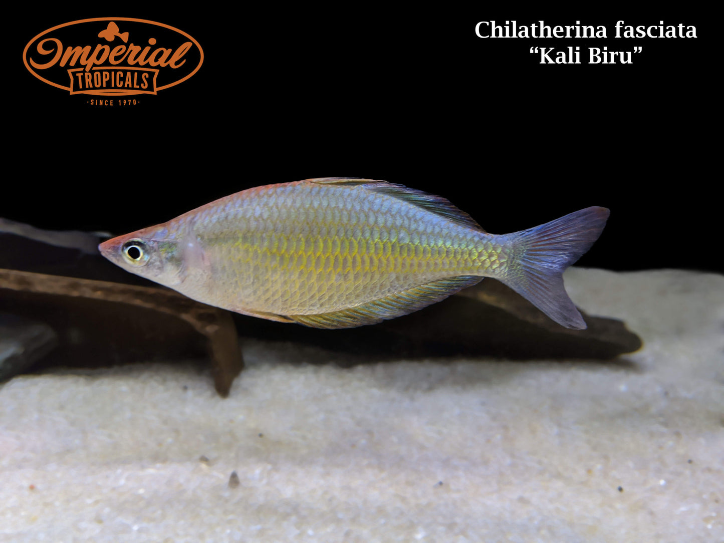 Kali Biru Rainbowfish