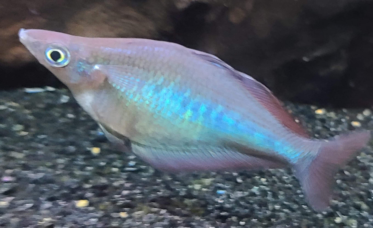 Kali Web Rainbowfish