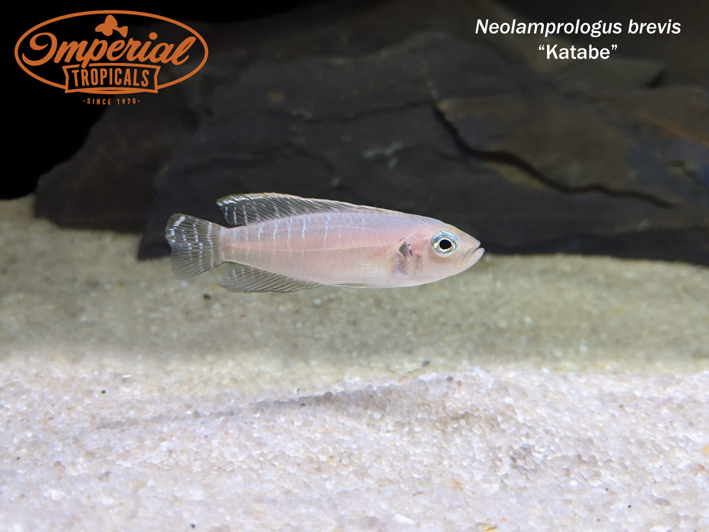 Neolamprologus brevis "Katabe"