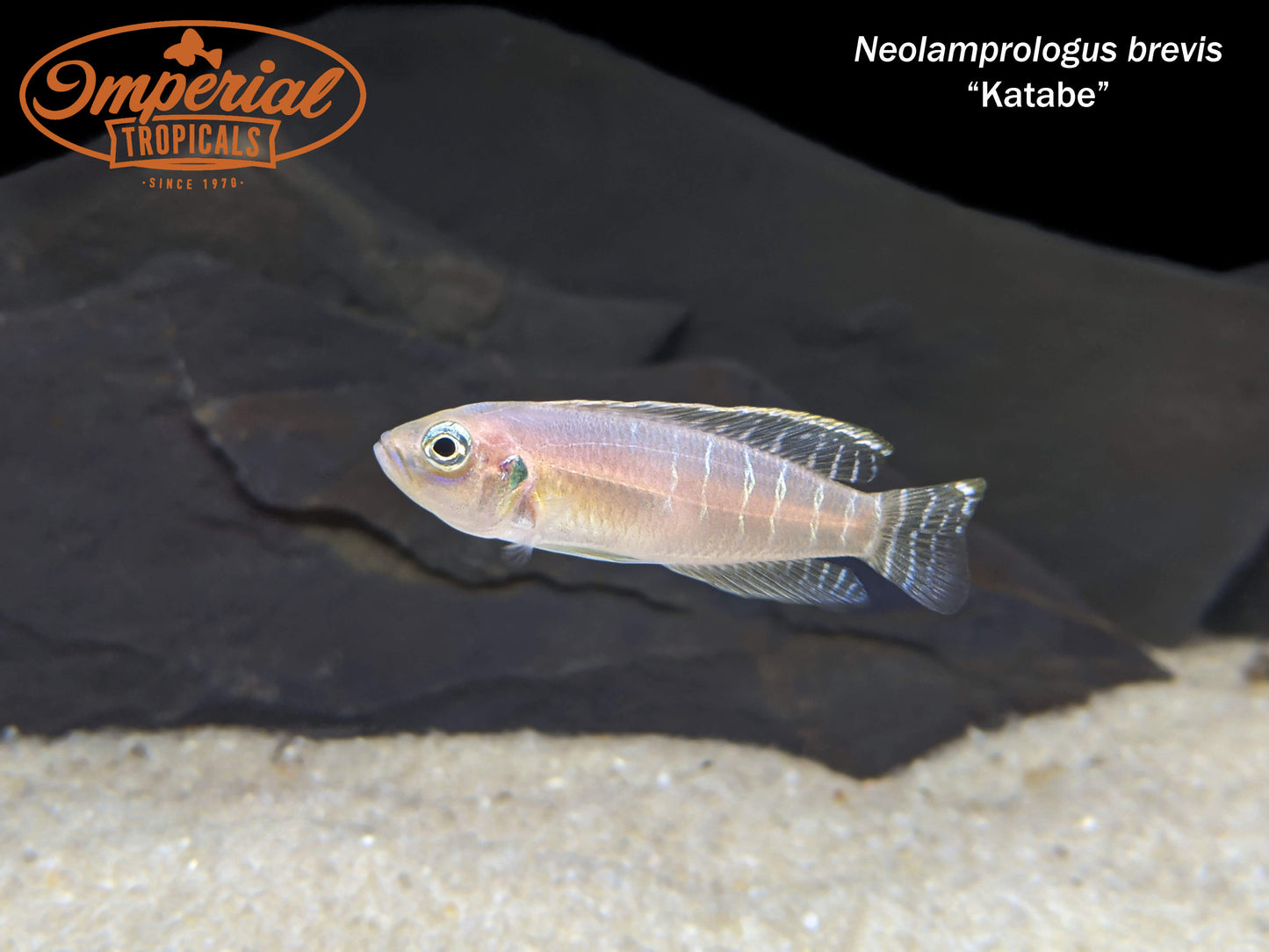 Neolamprologus brevis "Katabe"