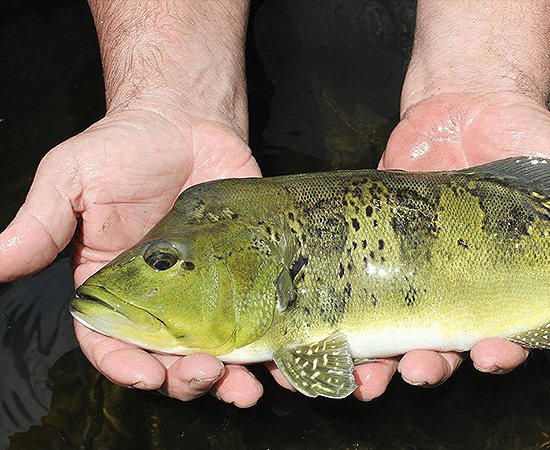Kelberi Peacock Bass "Tocantins" (Cichla kelberi) - Imperial Tropicals