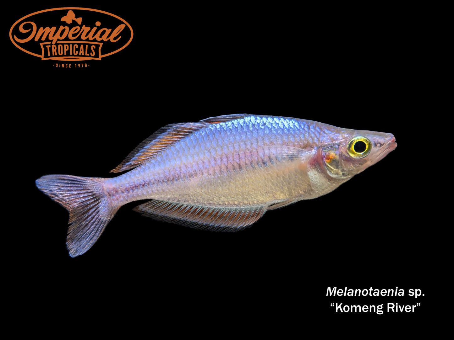 Komeng River Rainbowfish