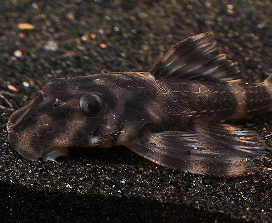 L052 Butterfly Pleco (Dekeyseria sp.) - Imperial Tropicals