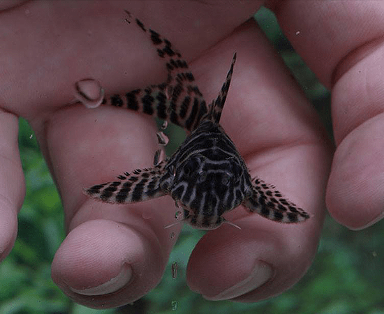 L066 King Tiger Pleco (Hypancistrus sp.) - Imperial Tropicals