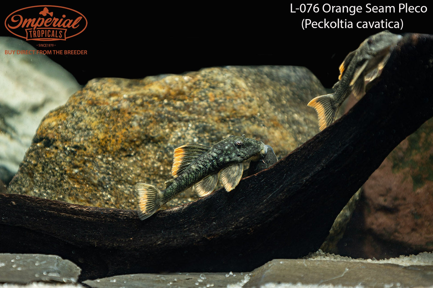 L076 Orange Seam Pleco