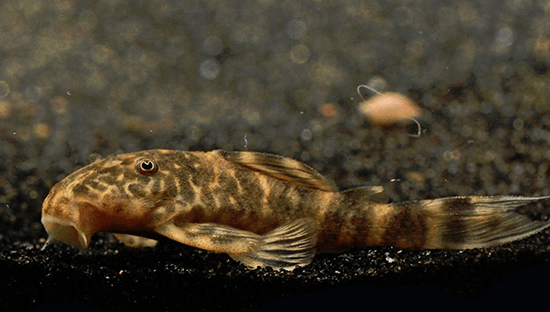 L104 Clown Pleco (Panaqolus maccus) - Imperial Tropicals