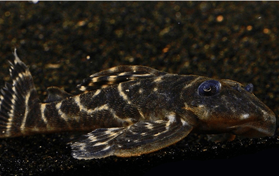 L129 Colombian Zebra Pleco (Hypancistrus debilittera) - Imperial Tropicals