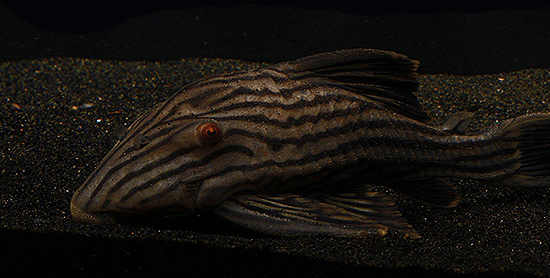 L190 Royal Pleco (Panaque nigrolineatus) - Imperial Tropicals