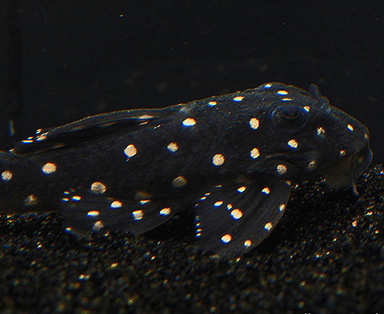 L201 Orinoco Angel Pleco (Hypancistrus sp.) - Imperial Tropicals