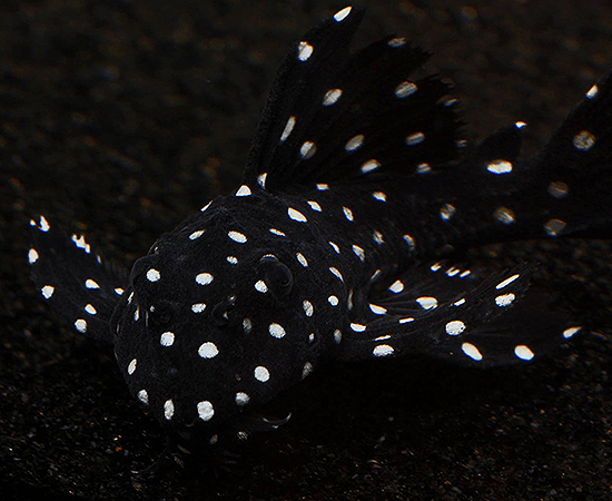 L240 Vampire Pleco (Leporacanthicus cf. galaxias) - Imperial Tropicals