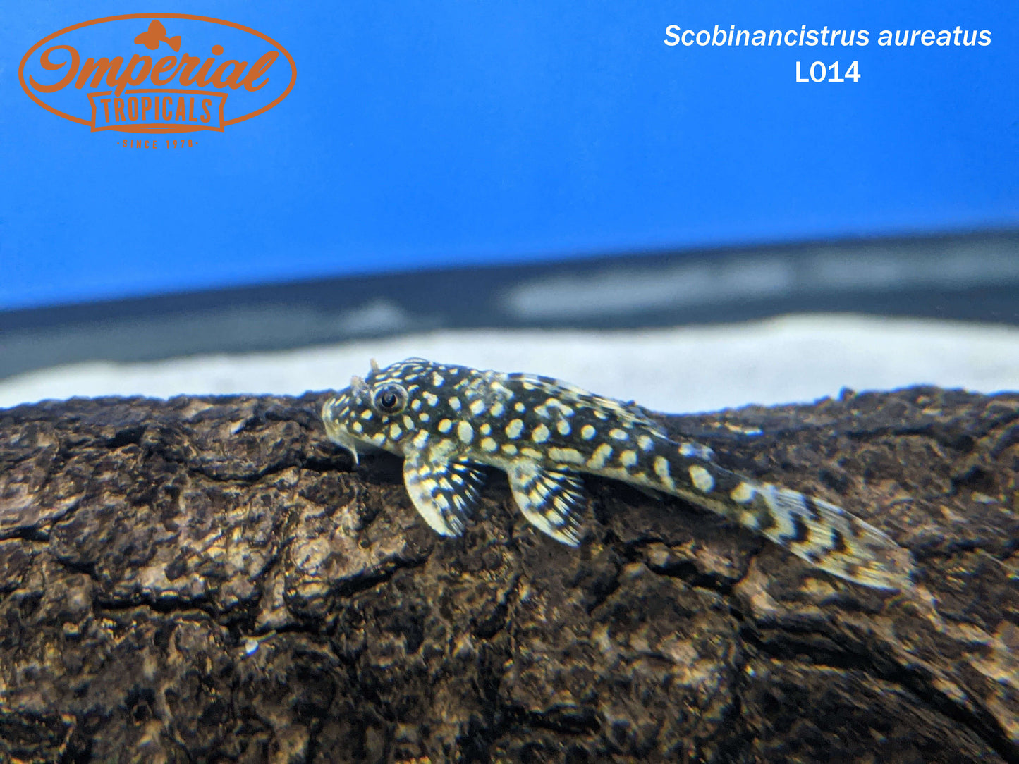 L014 Goldie Pleco