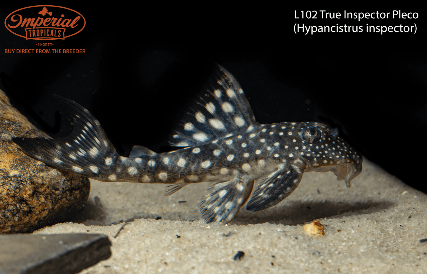 L102 True Inspector Pleco