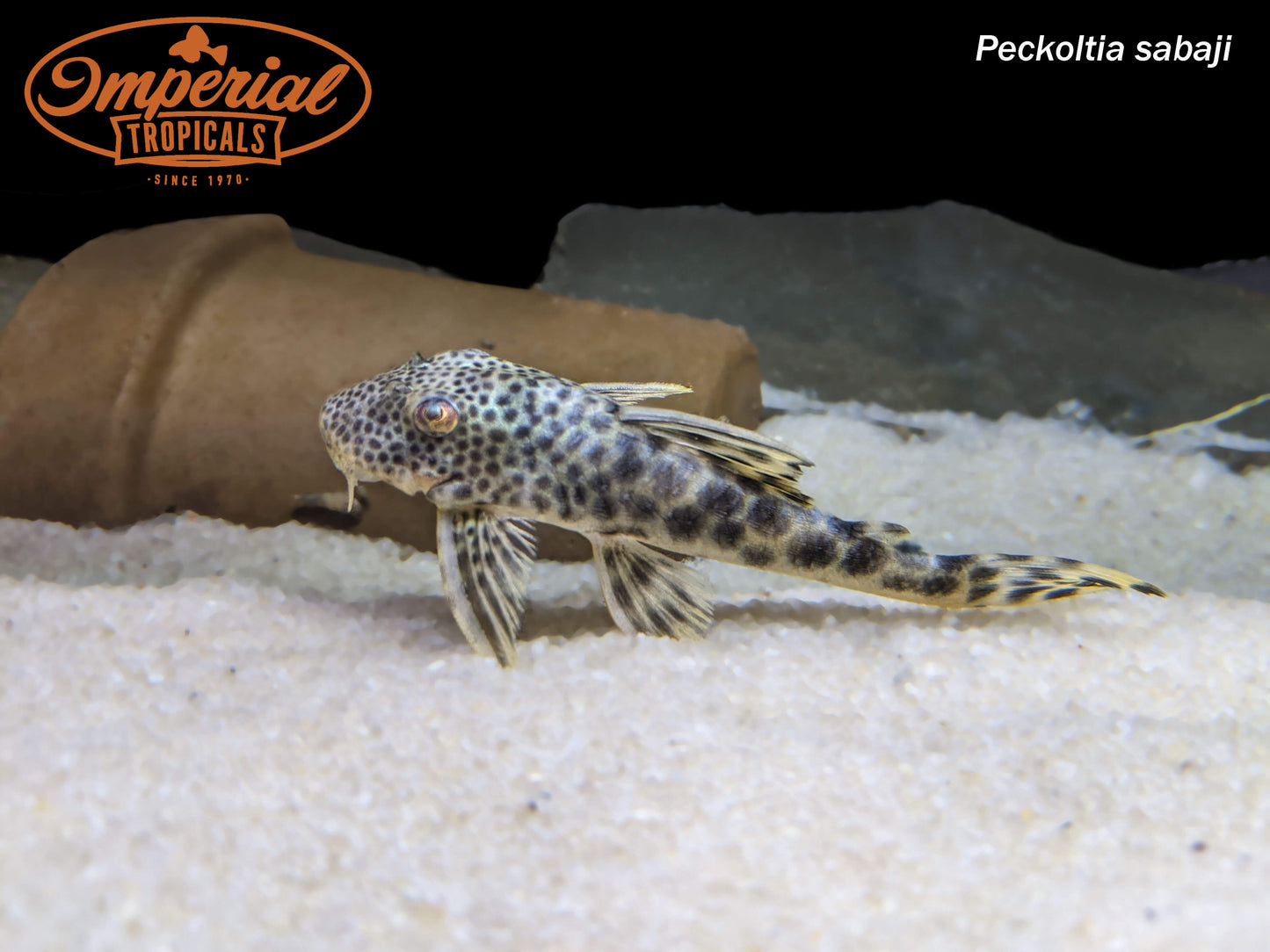 L075 Para Pleco