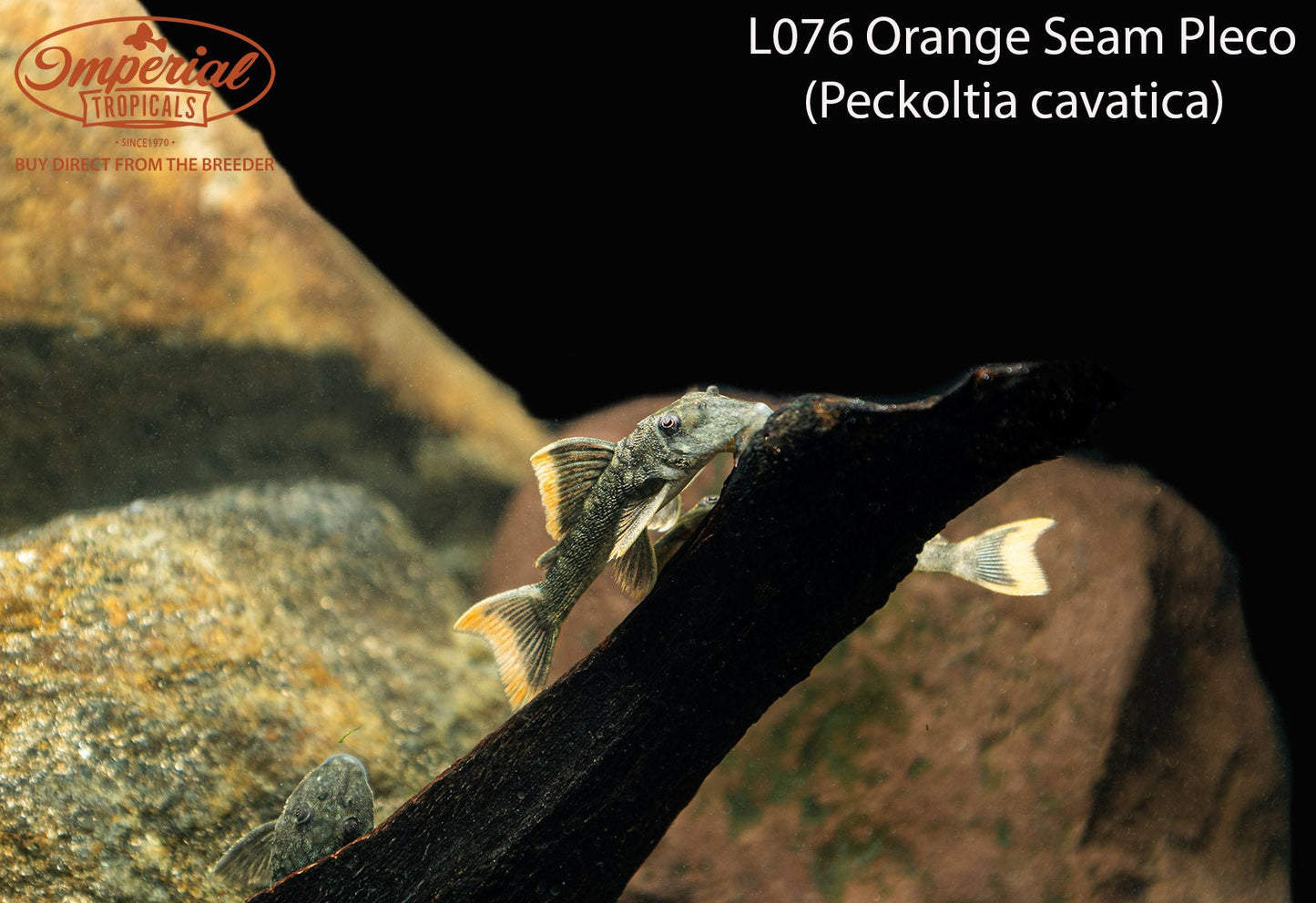 L076 Orange Seam Pleco