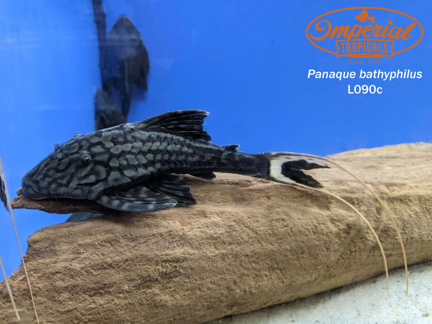 L090 Papa Lyretail Pleco