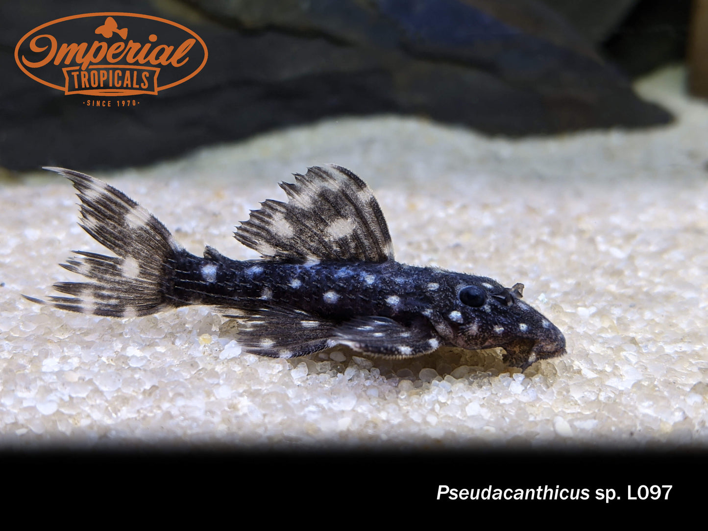 L097 Polka Dot Cactus Pleco