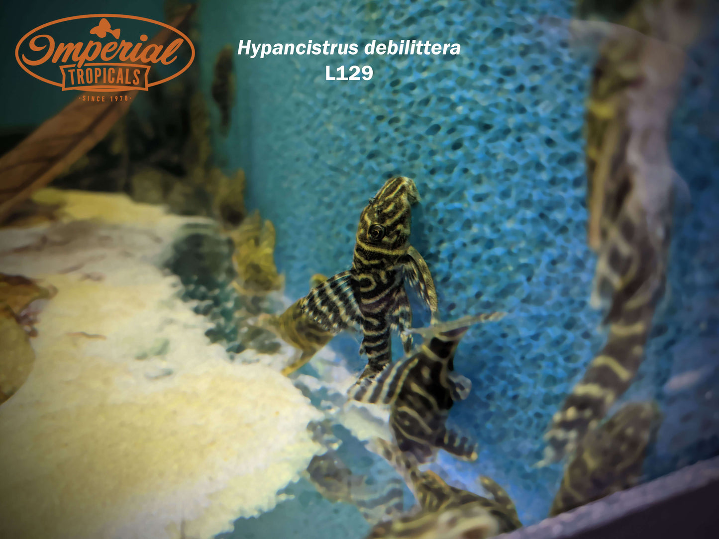 L129 Colombian Zebra Pleco