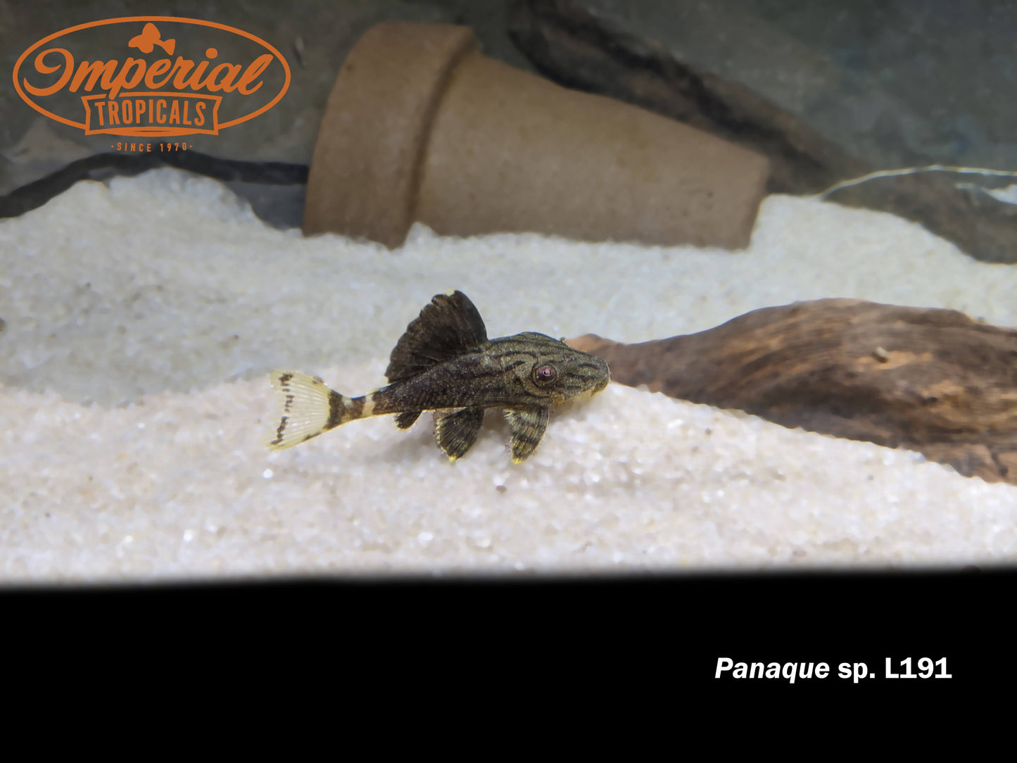 L191 Broken Line Royal Pleco