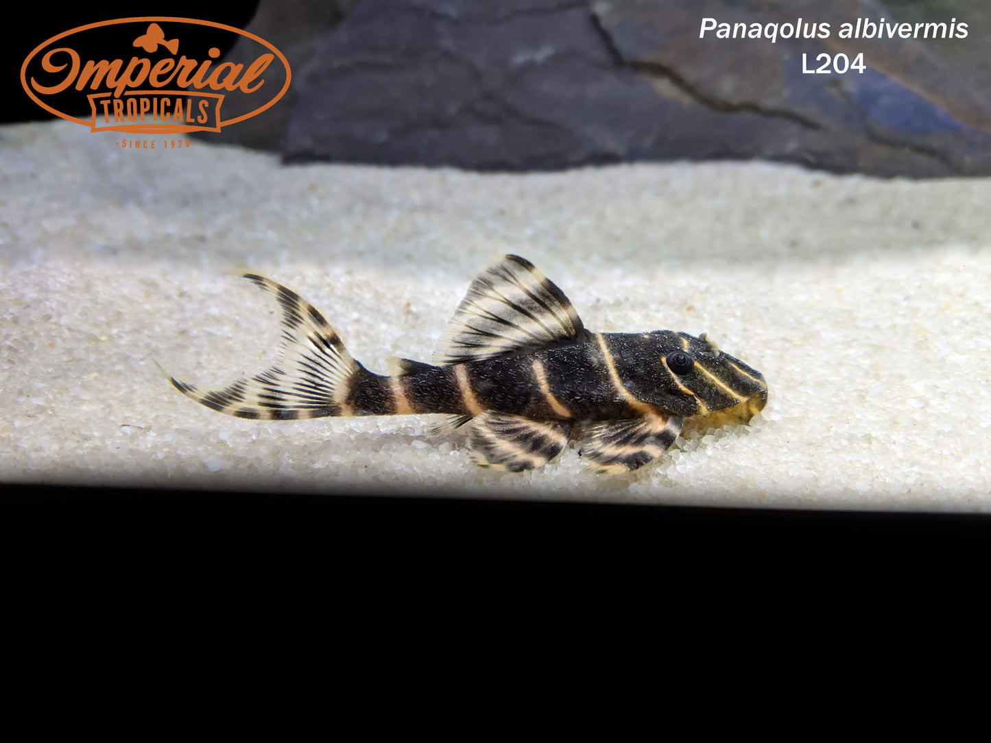 L204 Flash Pleco