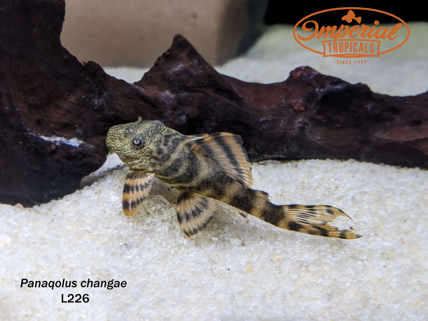 L226 Iquitos Tiger Pleco