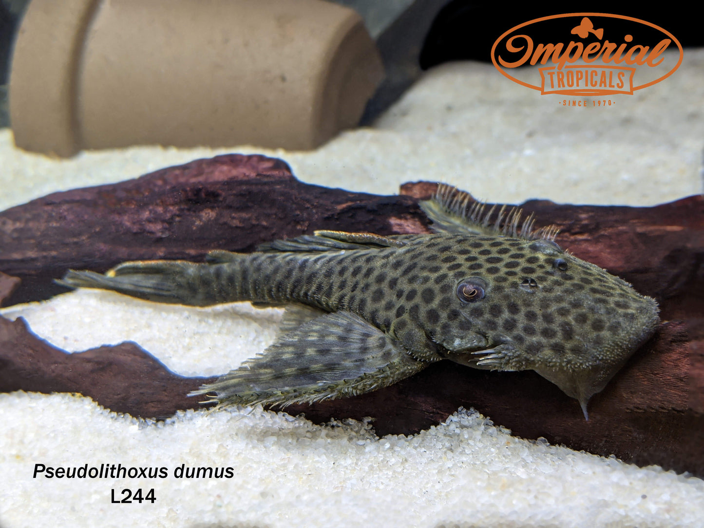L244 Black Spotted Flyer Pleco