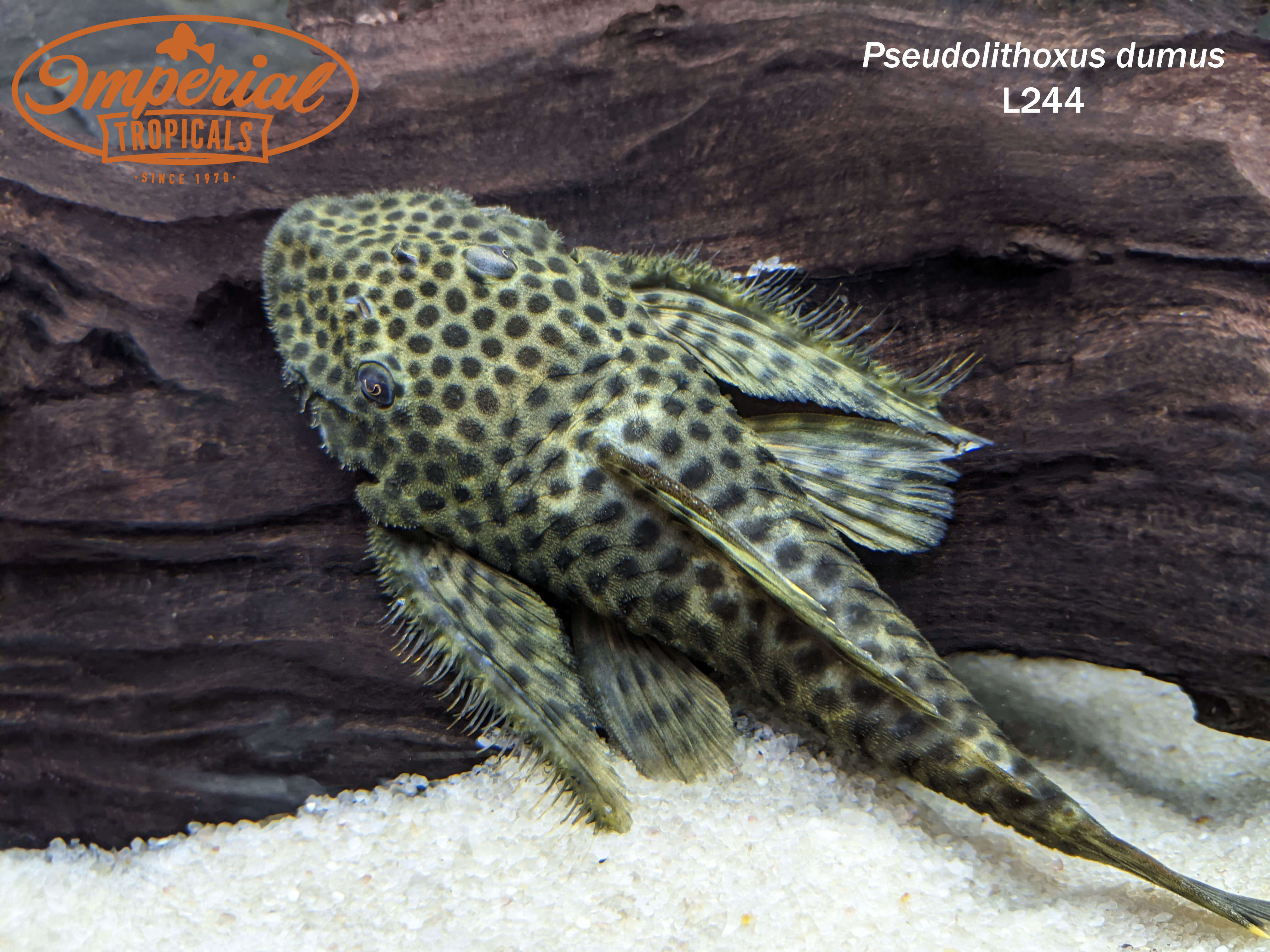 Hypostomus Plecostomus 20 cm pulitori da vetro XL