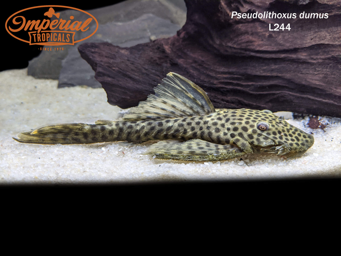 L244 Black Spotted Flyer Pleco