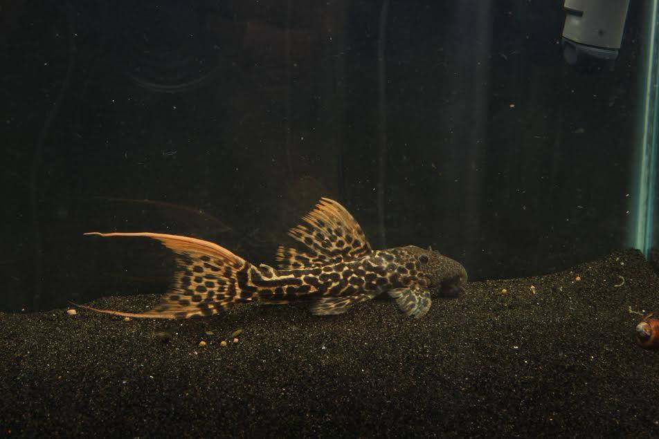 L273 Titanic Pleco (Pseudacanthicus sp.) - Imperial Tropicals