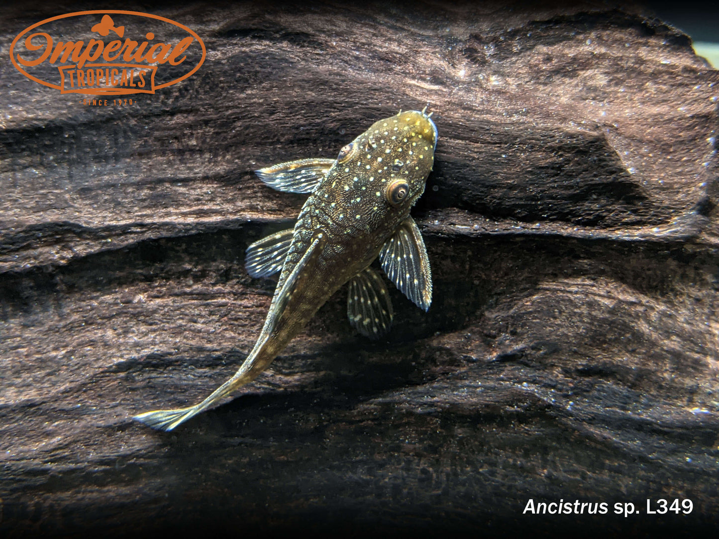 L349 Green Spotted Bushynose