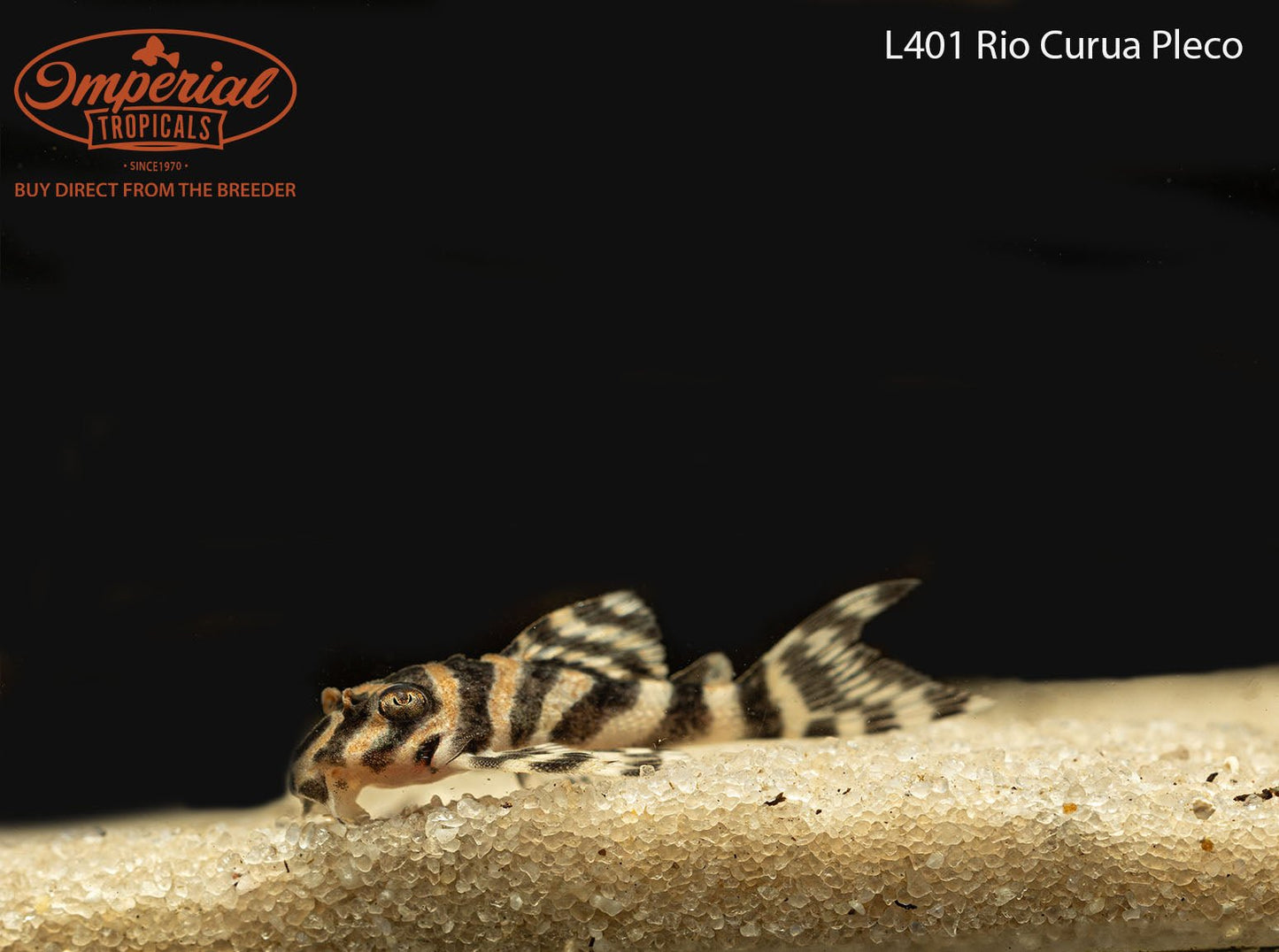 L401 Rio Curua Pleco