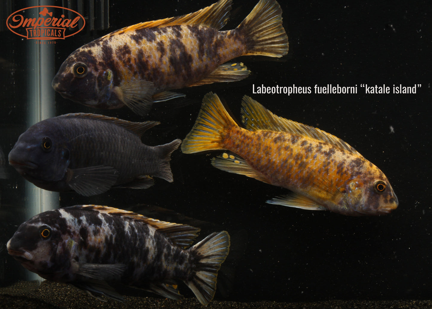 Katale Island (Labeotropheus fuelleborni) - Imperial Tropicals