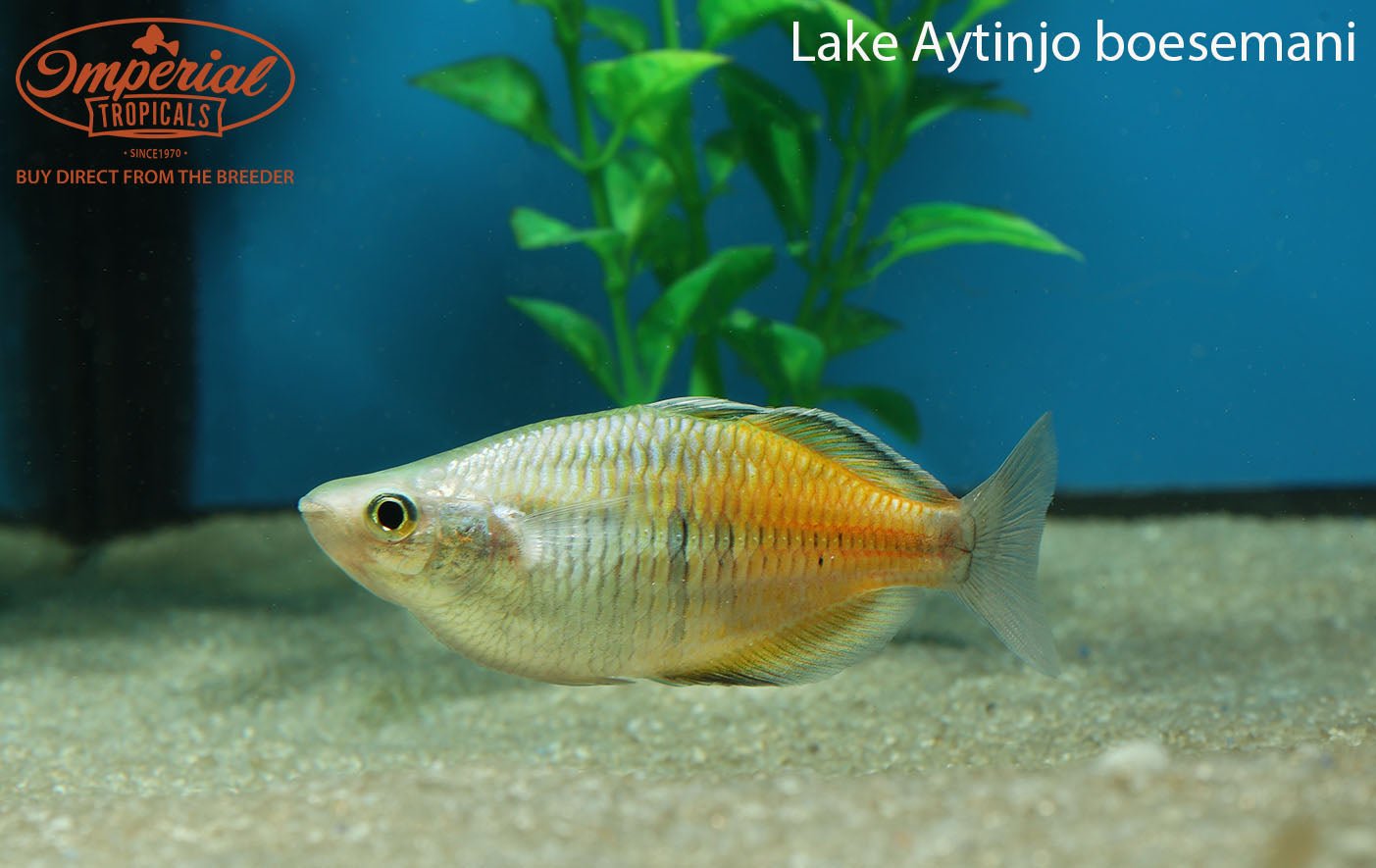 Lake Aytinjo Boesemani Rainbowfish