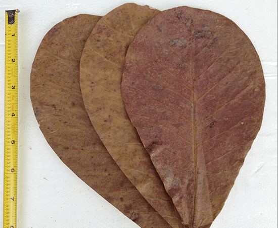 Indian Almond Leaves - 5" - (Terminalia catappa) - Imperial Tropicals