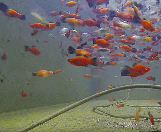 Assorted Platy (Xiphophorus maculatus) - Imperial Tropicals