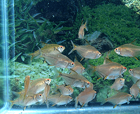 Lemon Tetra (Hyphessobrycon pulchripinnis) - Imperial Tropicals