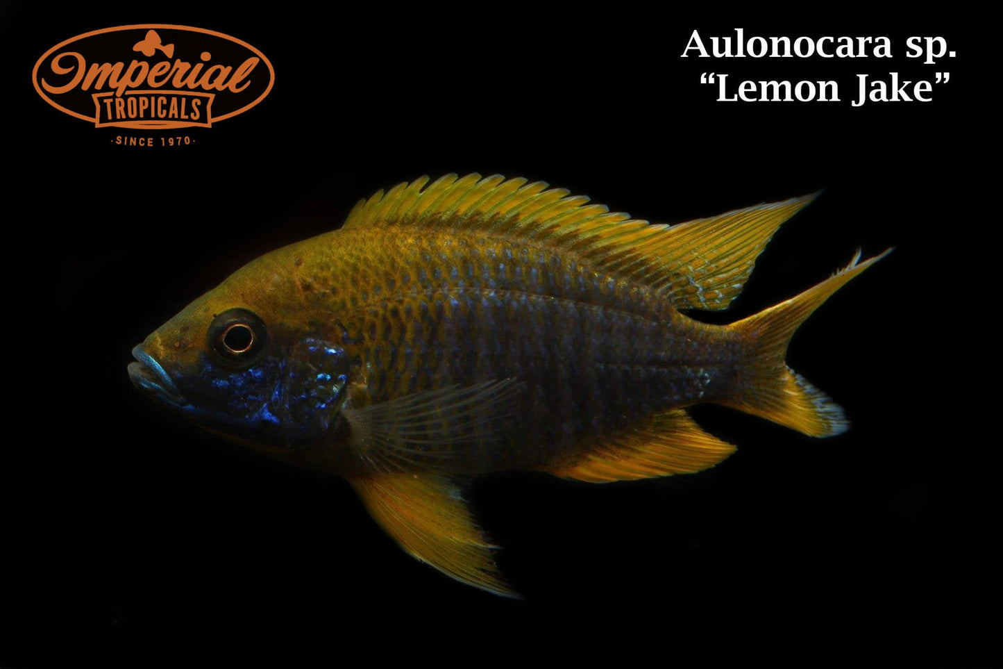 Lemon Jake Peacock