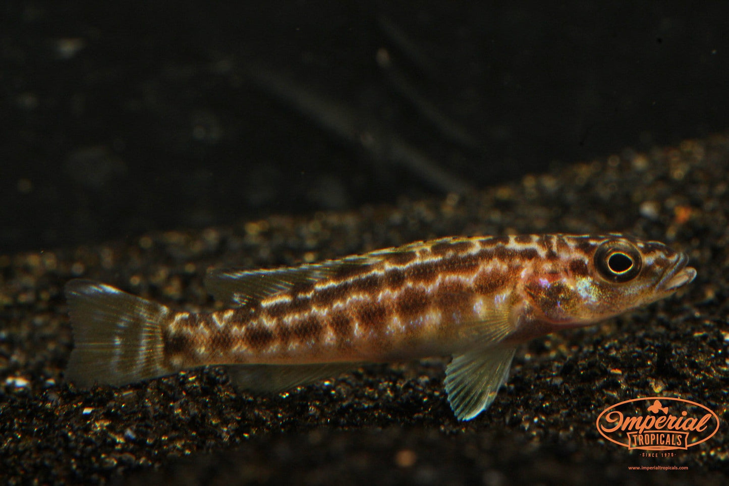 (Lepidiolamprologus kendalli) - Imperial Tropicals