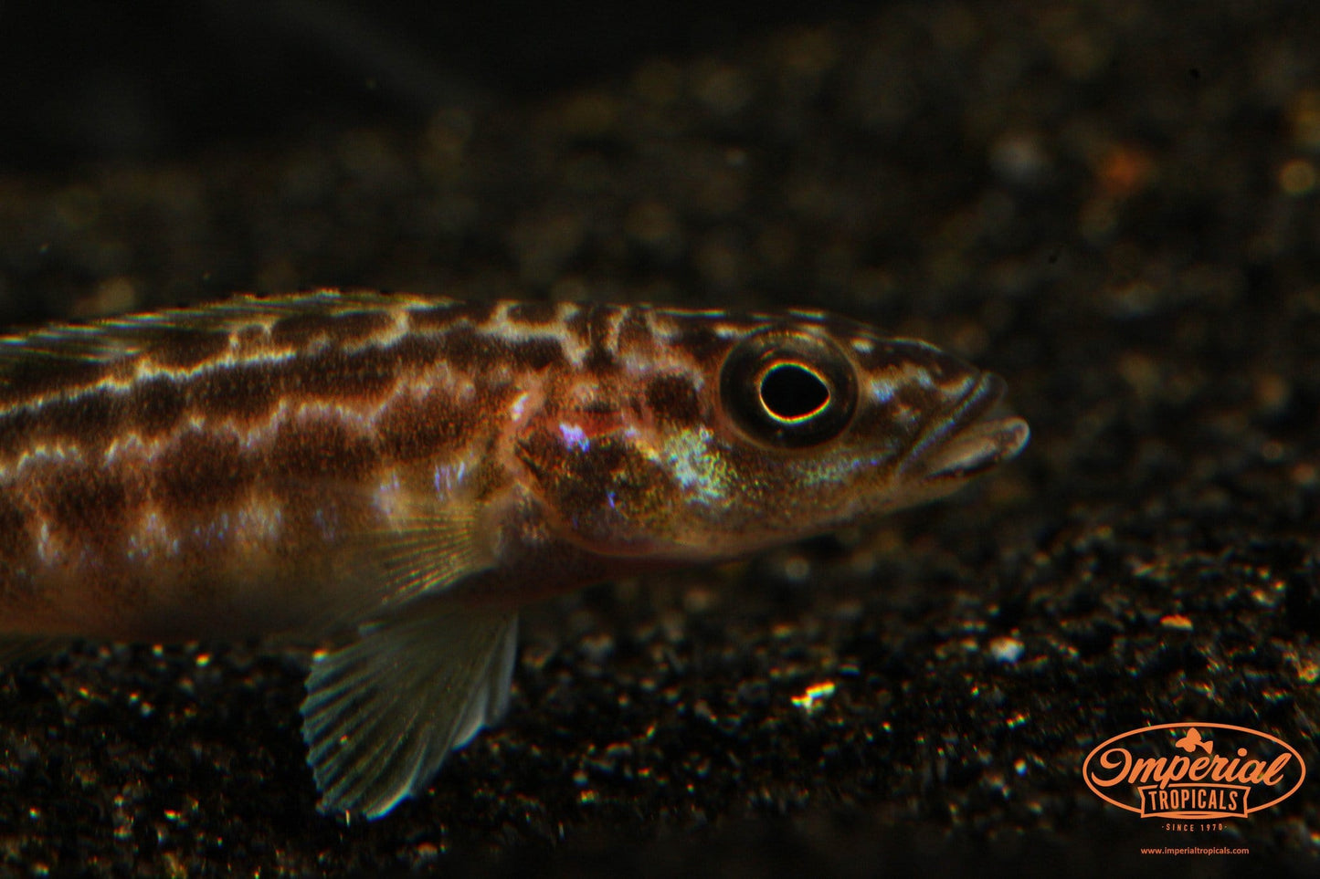 (Lepidiolamprologus kendalli) - Imperial Tropicals