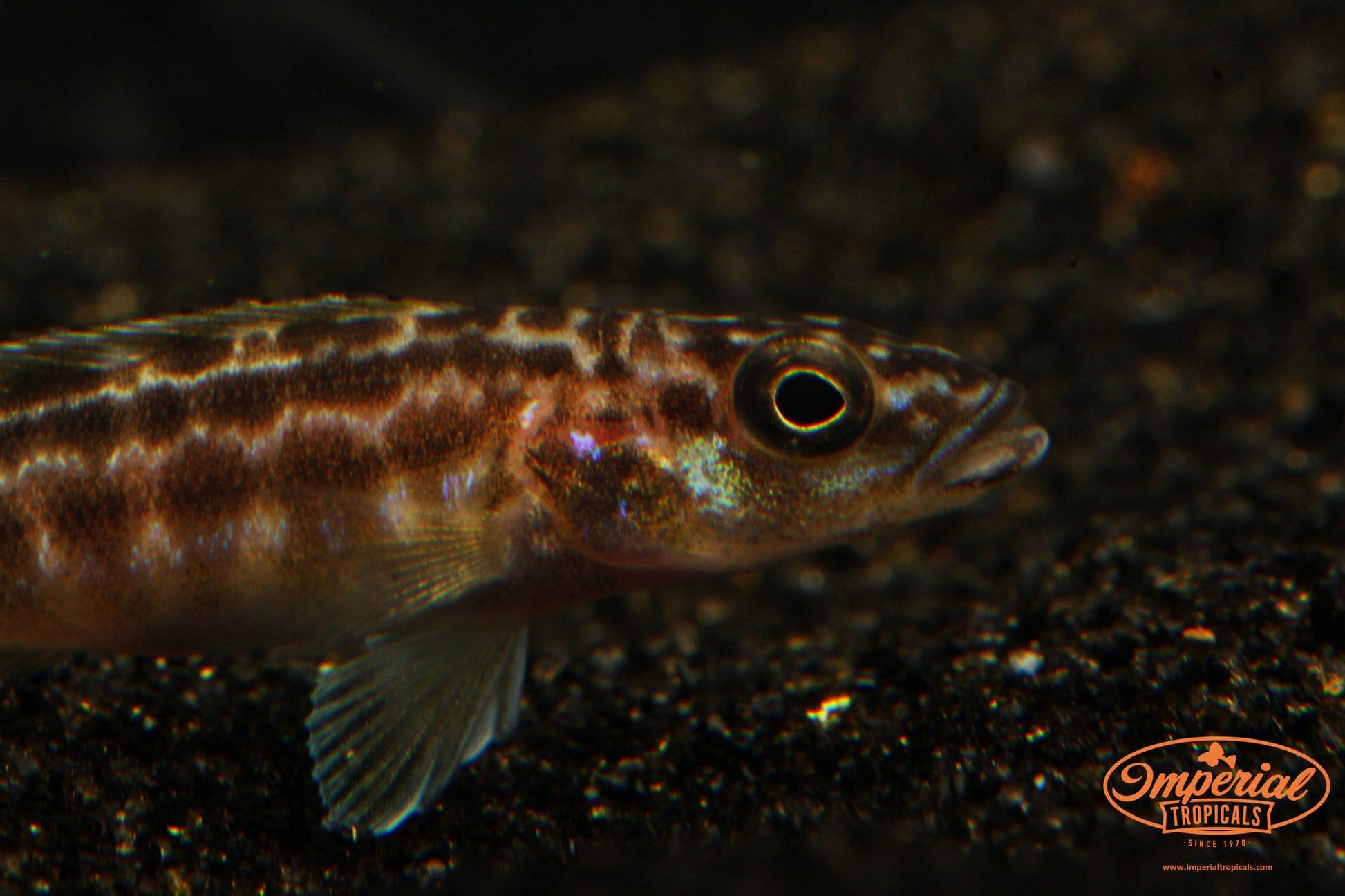 (Lepidiolamprologus kendalli) - Imperial Tropicals