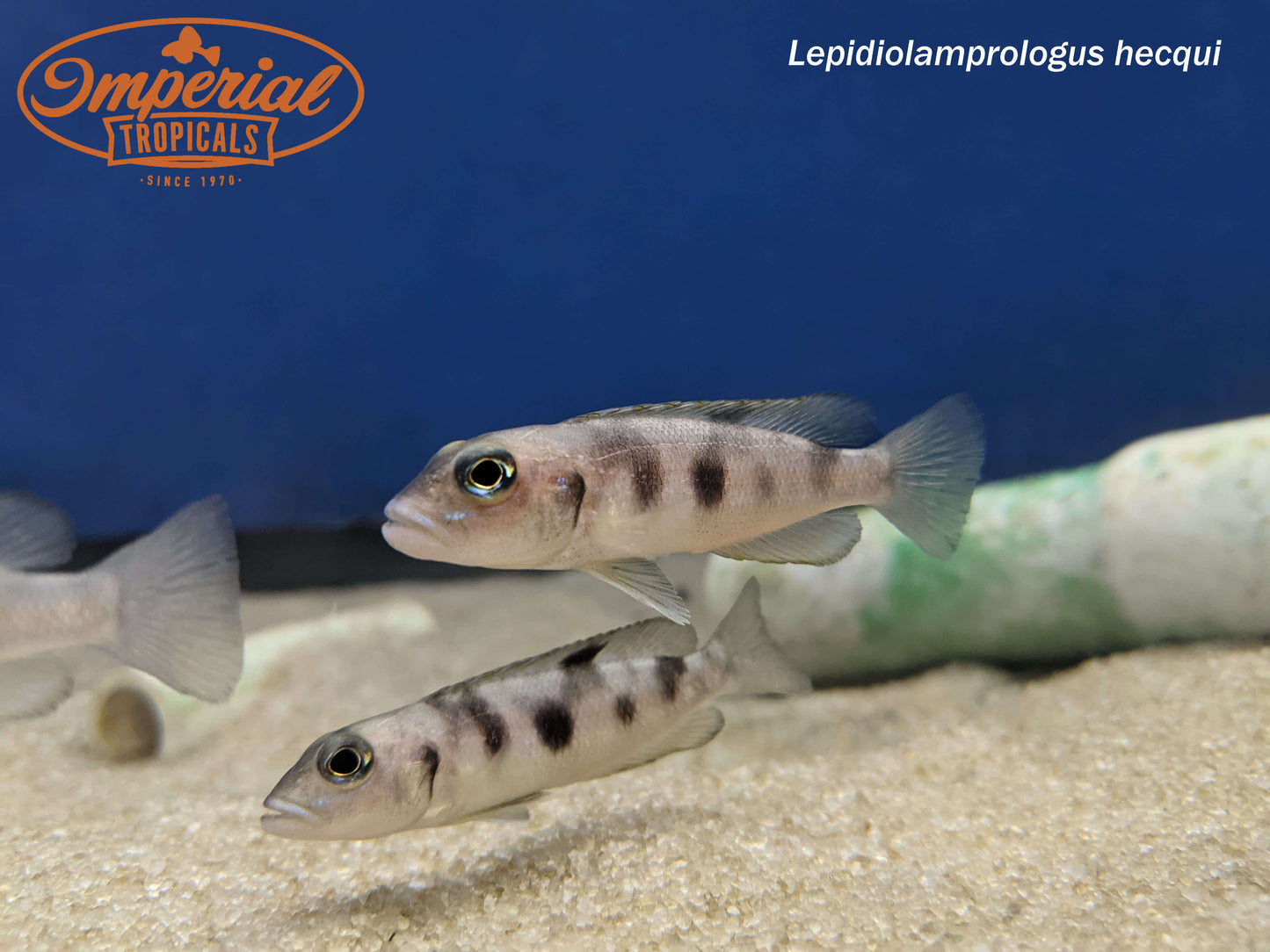 Lepidiolamprologus hecqui