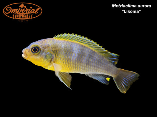 Metriaclima aurora "Likoma"